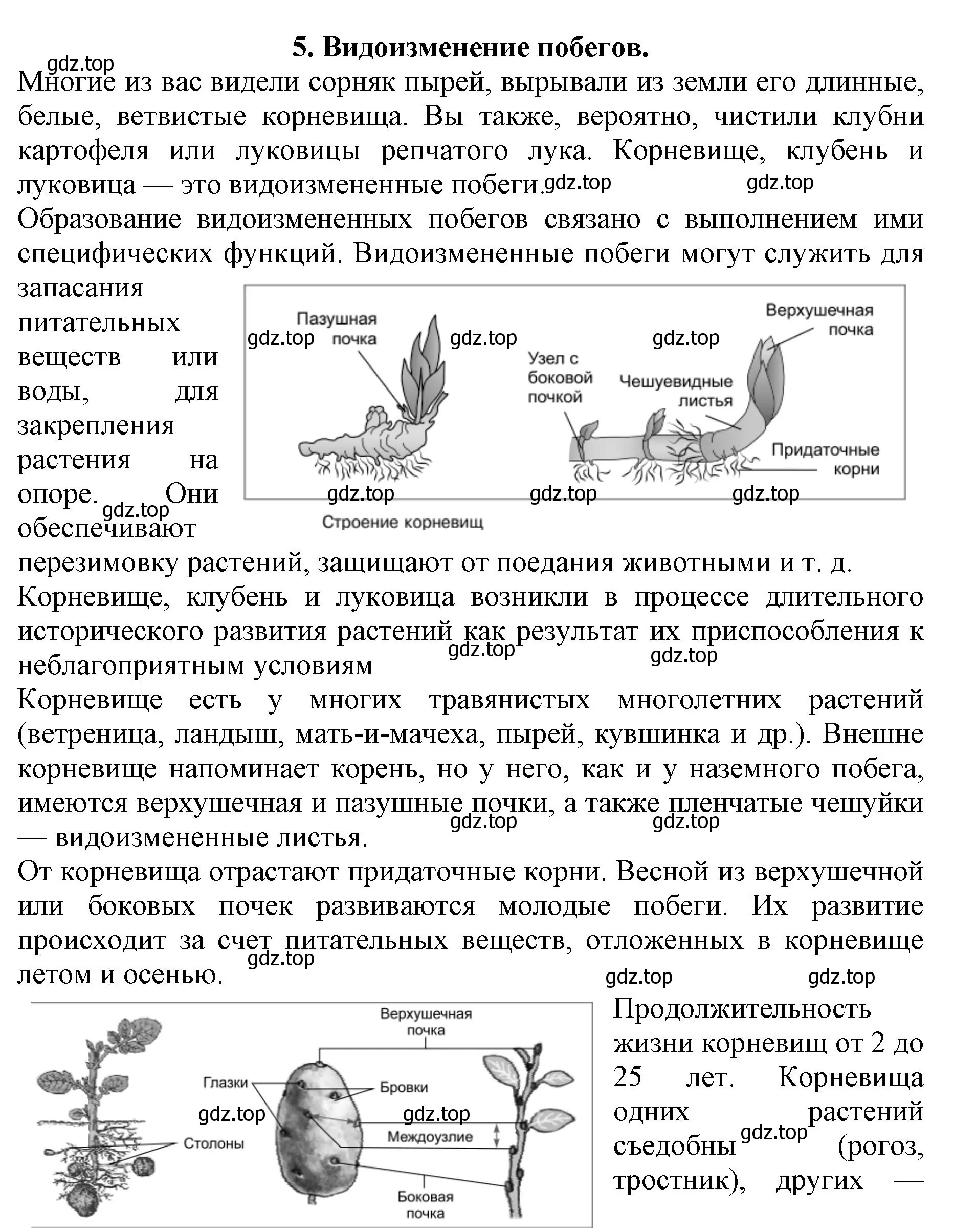 Решение номер 5 (страница 90) гдз по биологии 6 класс Пасечник, Суматохин, учебник