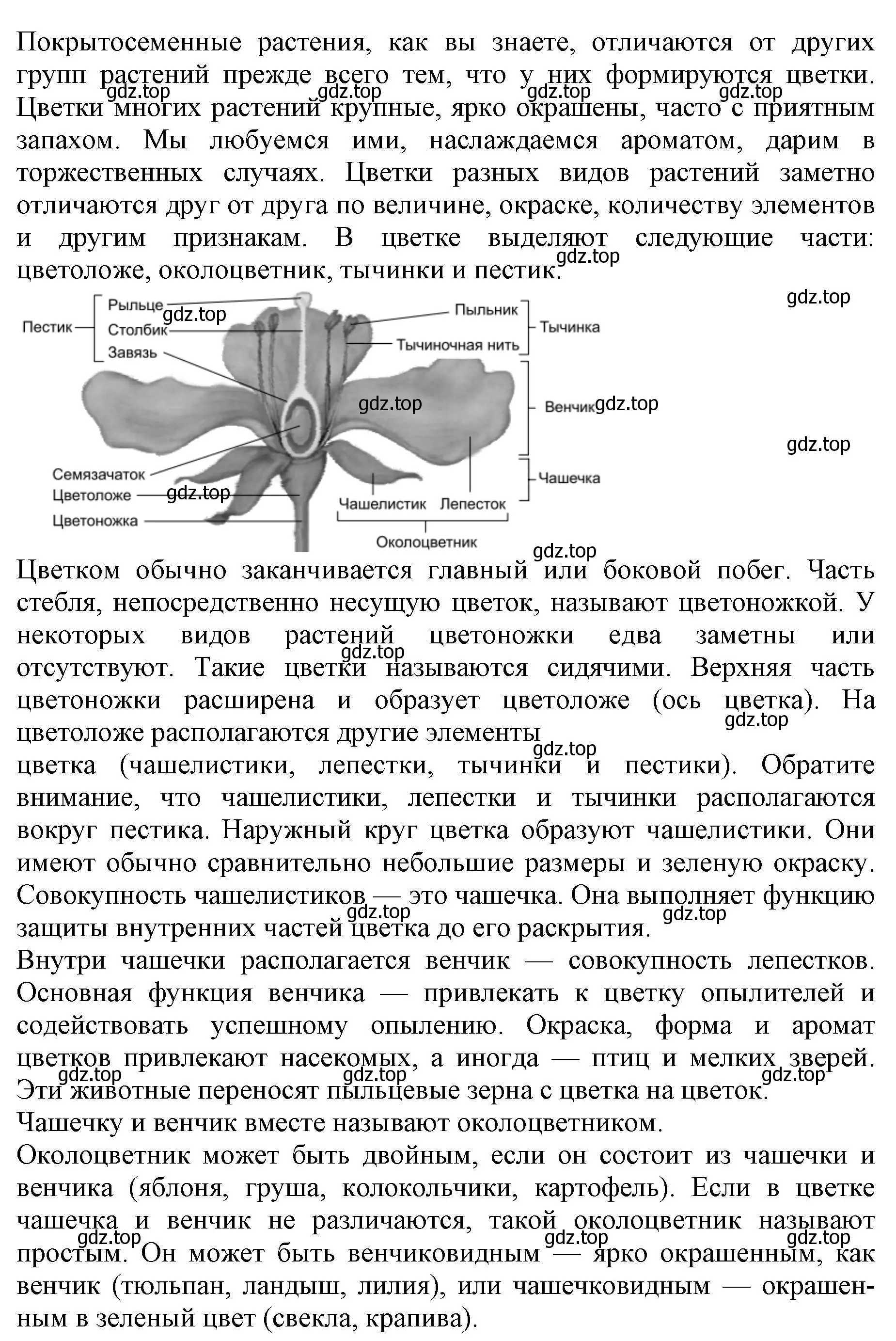 Решение номер 6 (страница 90) гдз по биологии 6 класс Пасечник, Суматохин, учебник