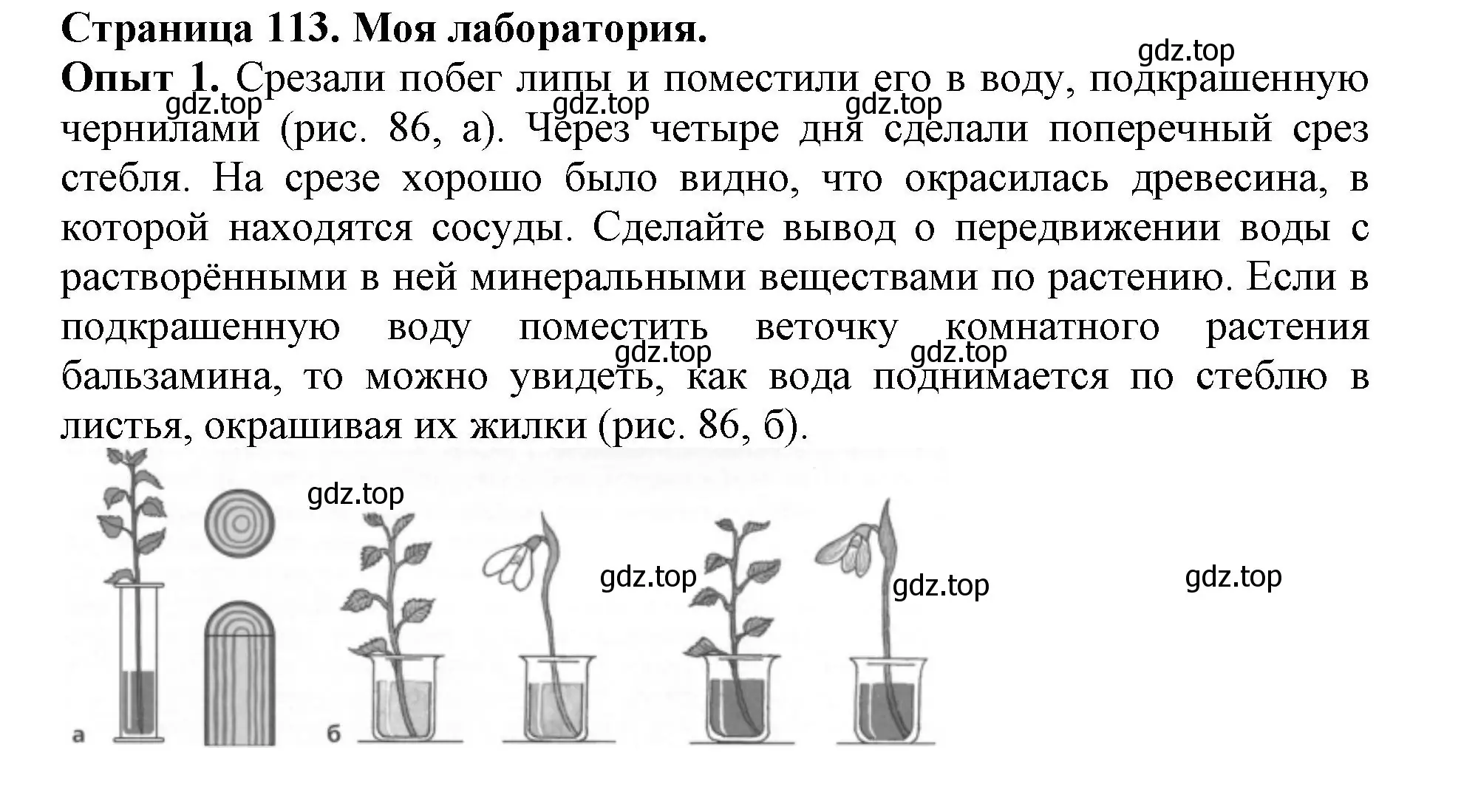 Решение  Моя лаборатория (страница 113) гдз по биологии 6 класс Пасечник, Суматохин, учебник