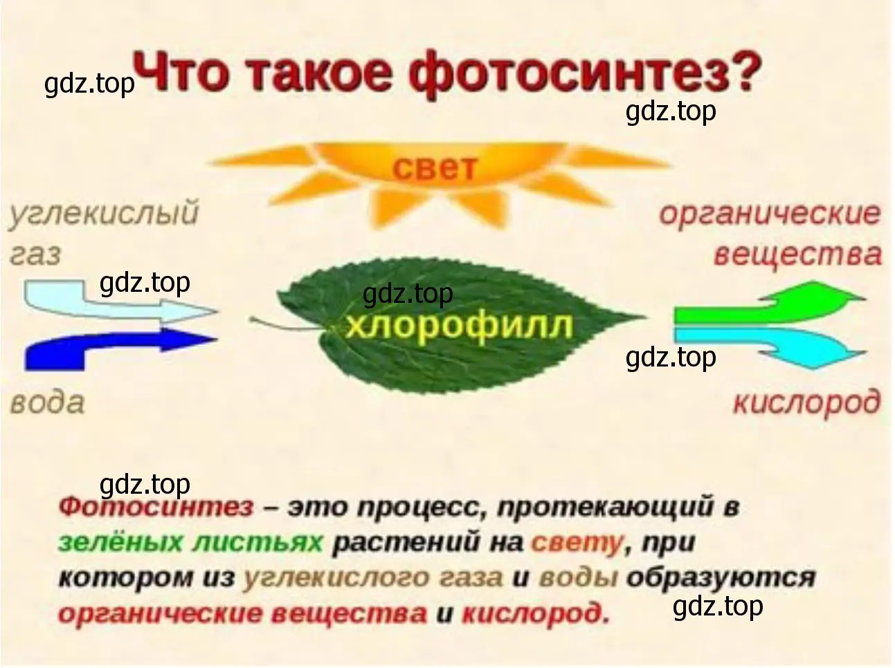 Что такое фотосинтез?