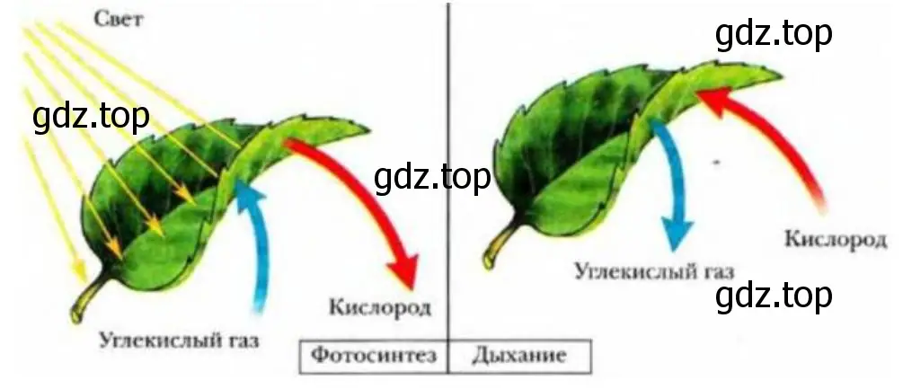 Фотосинтез и дыхание у растений