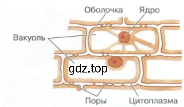 Клеточное строение кожицы чешуи лука