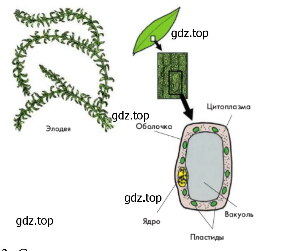 препарат клеток листа водного растения элодеи
