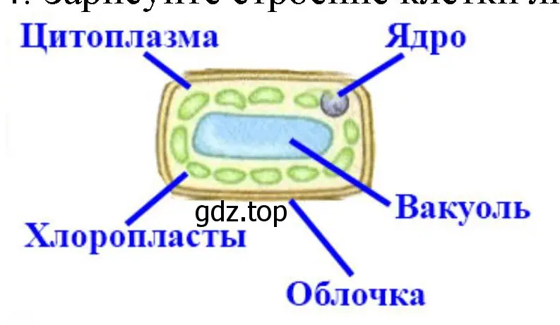 строение клетки листа элодеи.