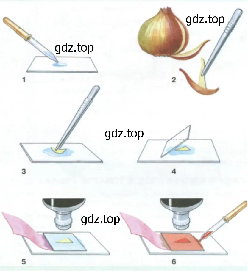 Приготовление микропрепарата кожицы чешуи лука