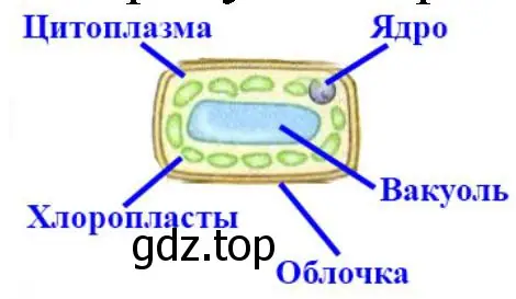 строение клетки листа элодеи