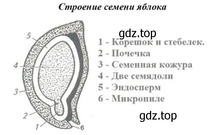 Строение семени яблока