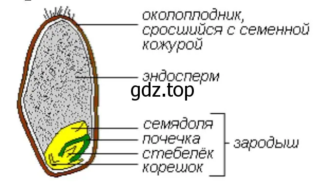 разрезанная вдоль зерновка пшеницы