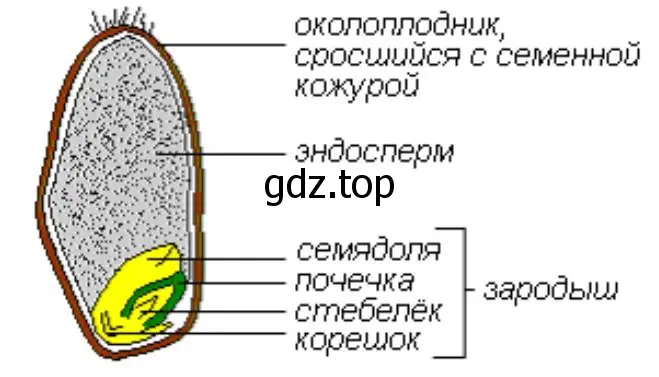 разрезанная вдоль зерновка пшеницы