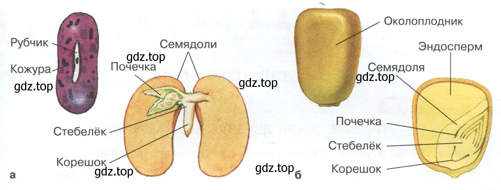 Зародыш содержит две семядоли. Что такое семядоли и семядоля. Семядоли фасоли. Семядоли гороха. Семядоли тыквы.