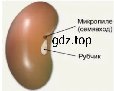 семена фасоли, строение