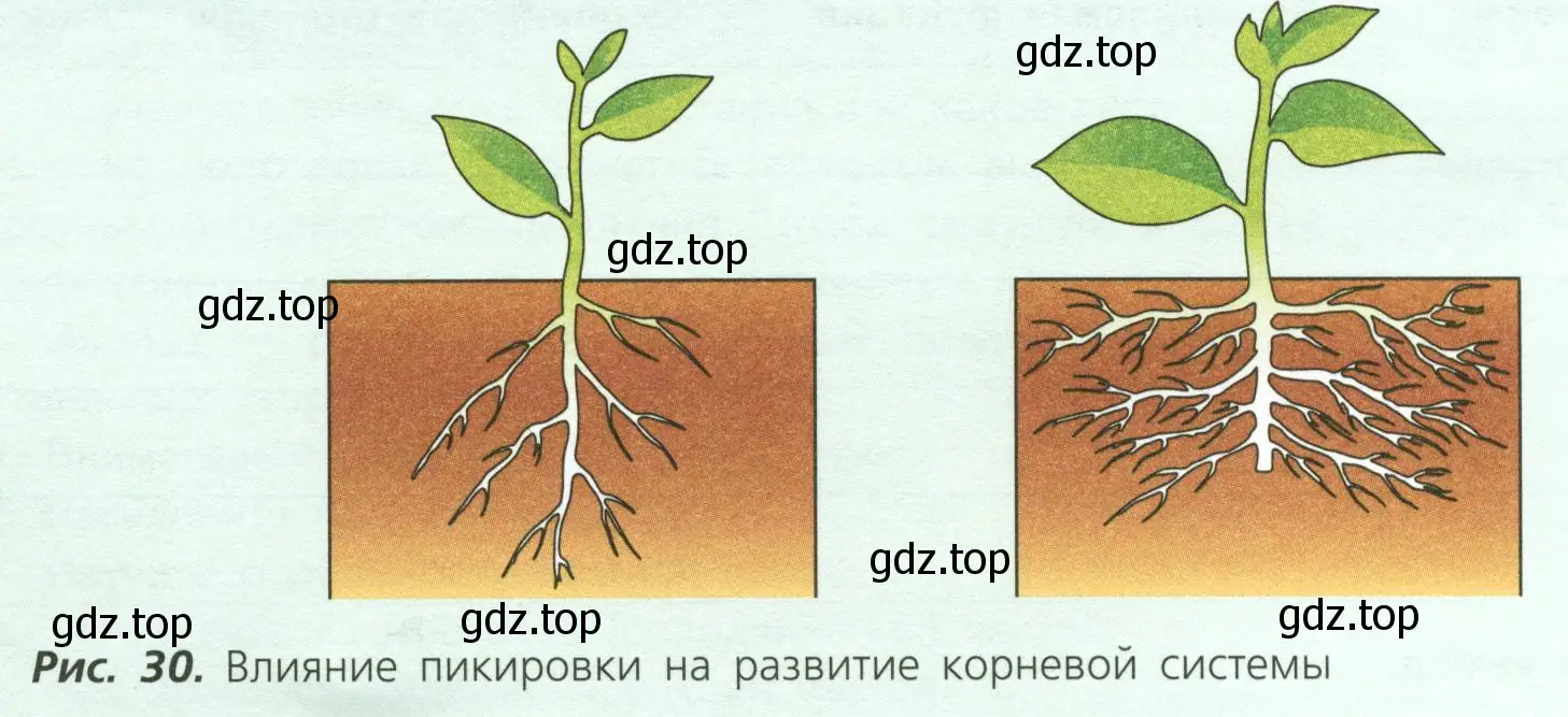 Влияние пикировки на развитие корневой системы