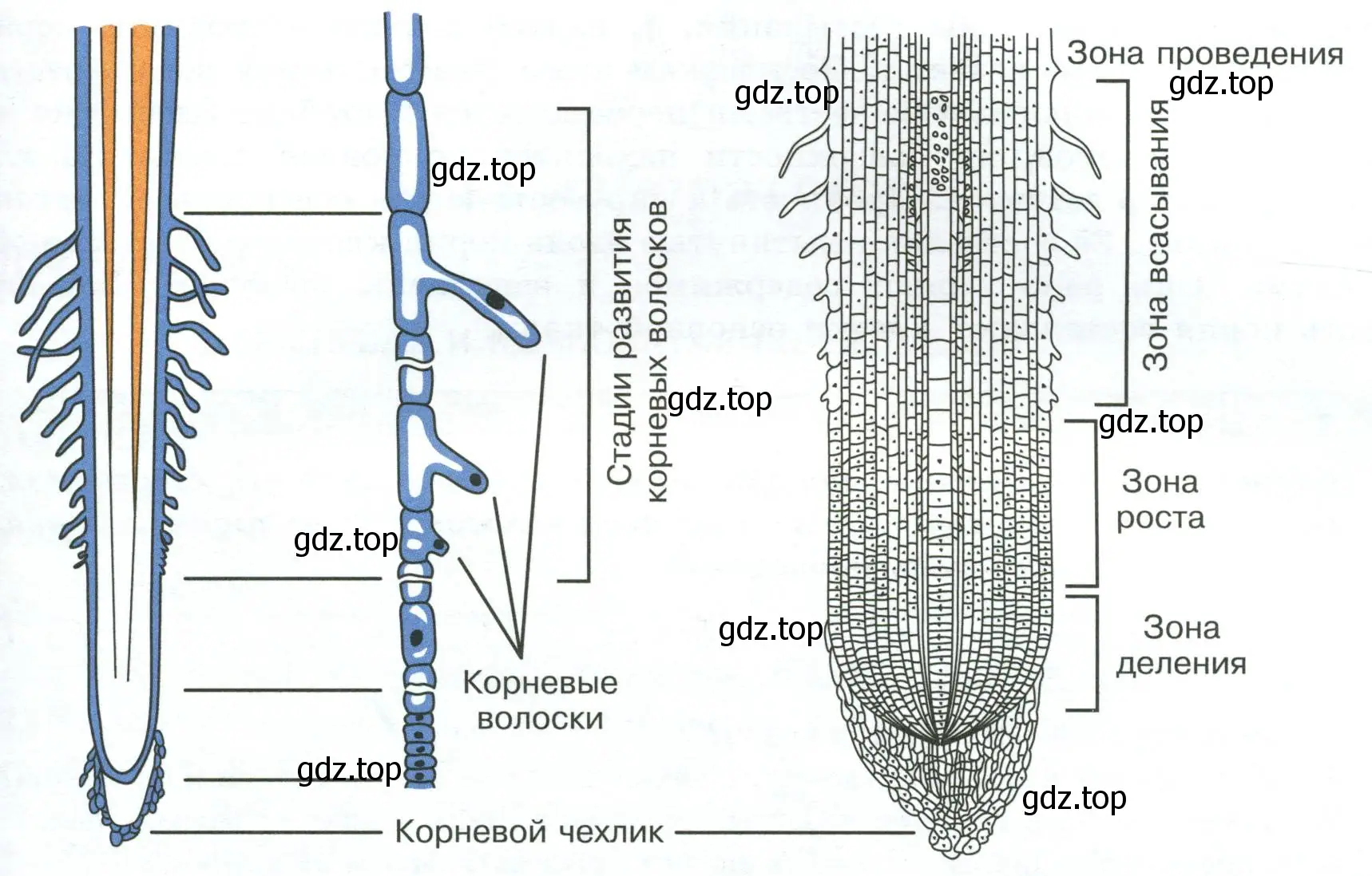 Строение корня