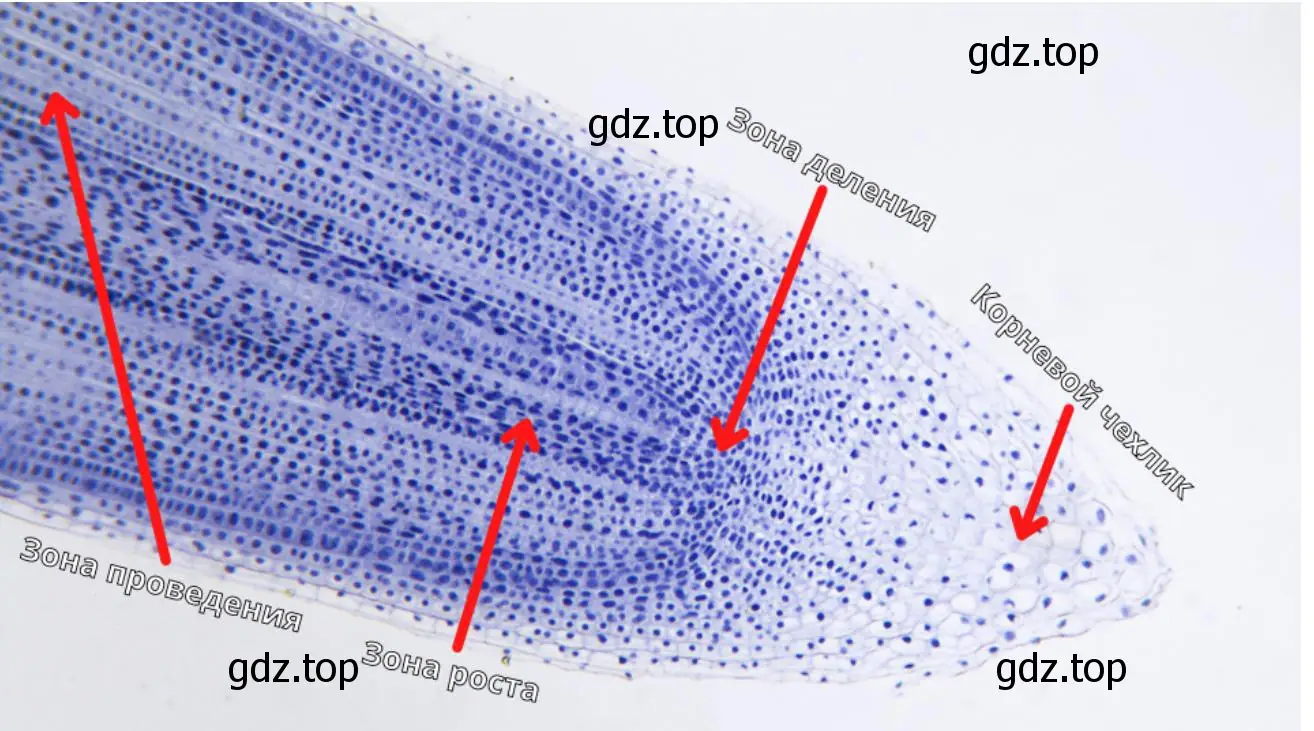  готовые микропрепараты клеток различных зон корня