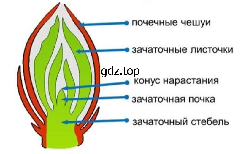 разрезанная вегетативная почка под лупой