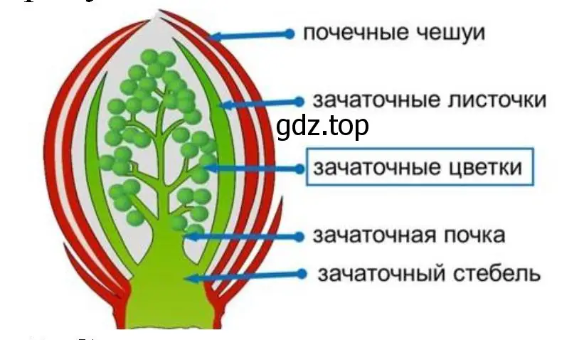 разрезанная вегетативная почка под лупой