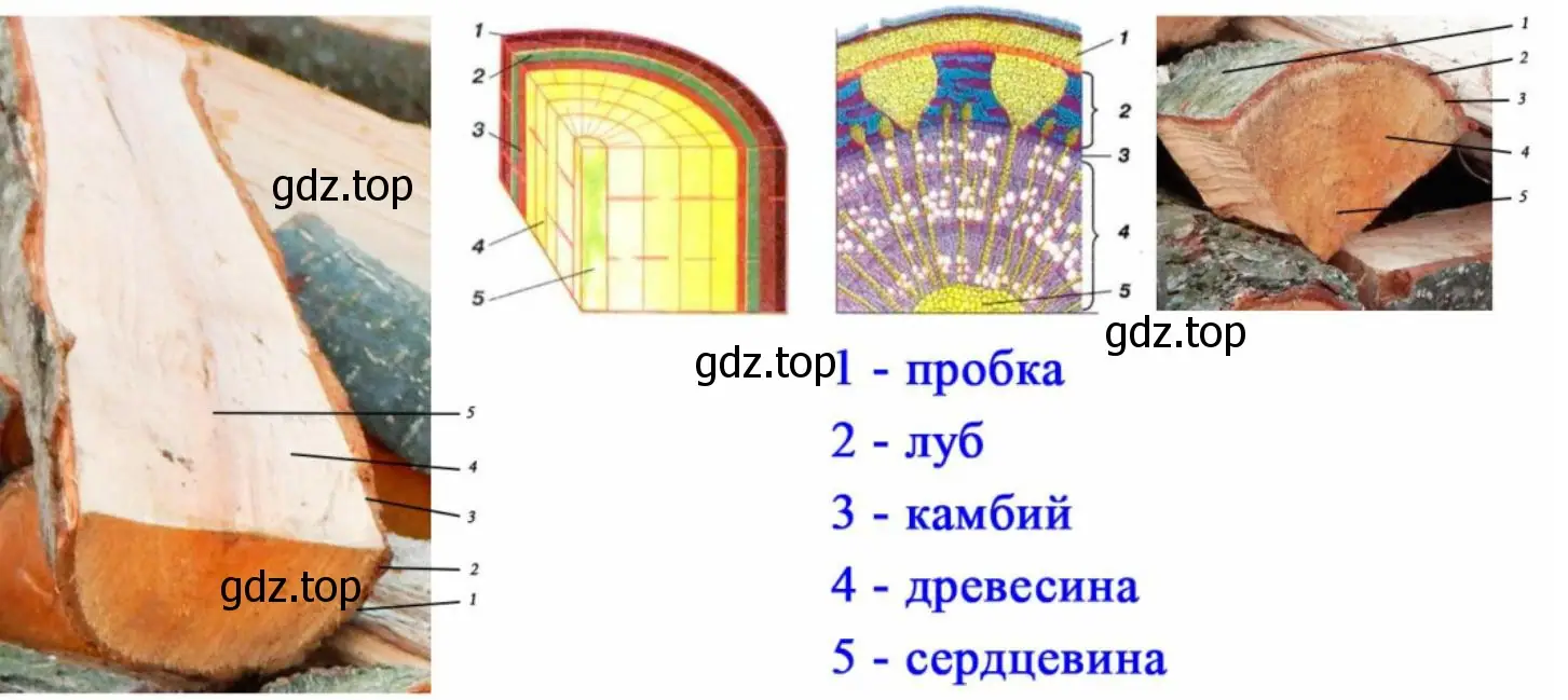 поперечный и продольный срезы ветки липы