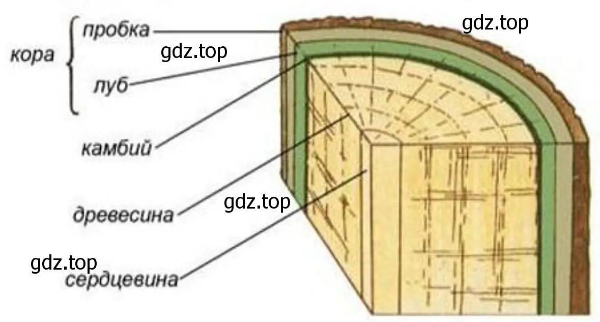 спил древесного стебля