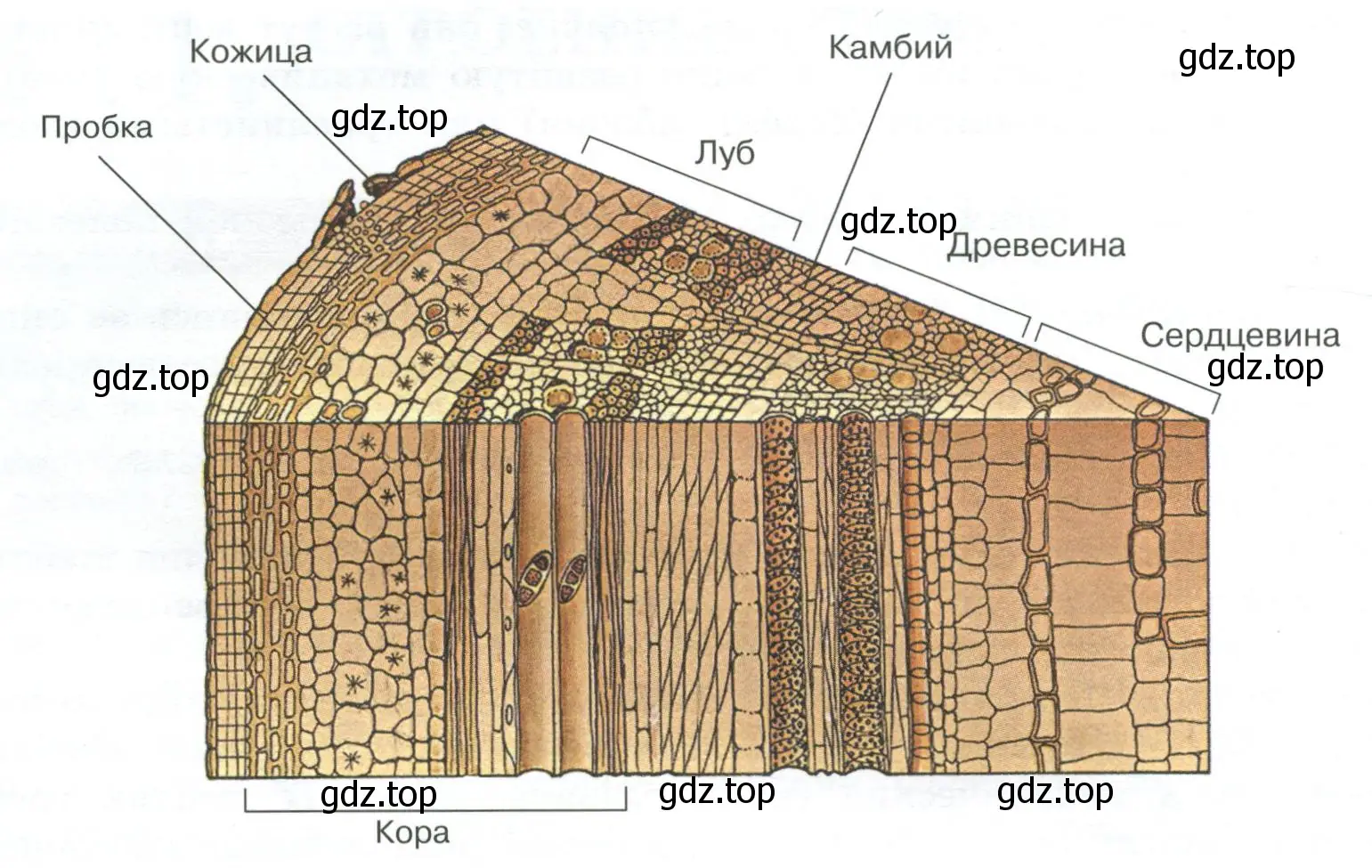 Внутреннее строение стебля дерева