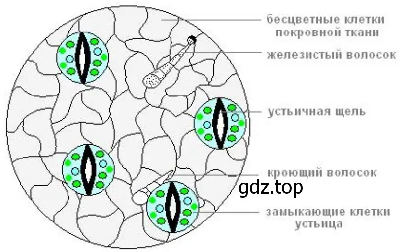 Отличие устьичных клеток от других клеток кожицы лука