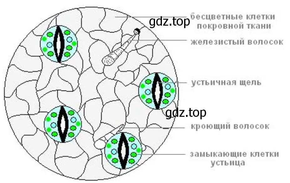 Отличие устьичных клеток от других клеток кожицы лука