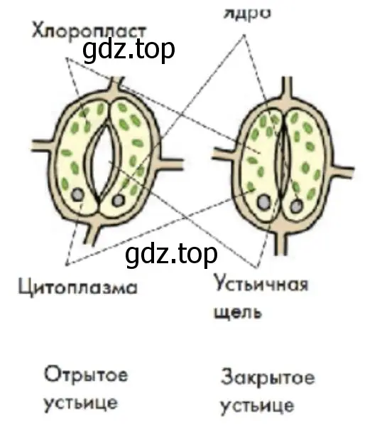 Устьице кожицы лука