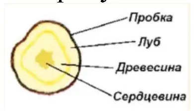 поперечный срез клубня