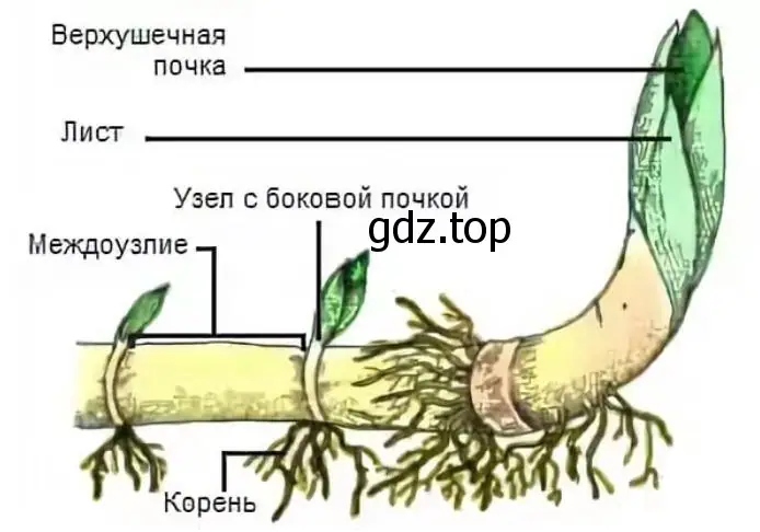 внешний вид корневища с его части