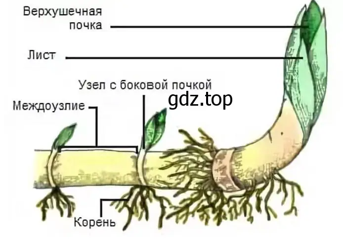 внешний вид корневища с его части