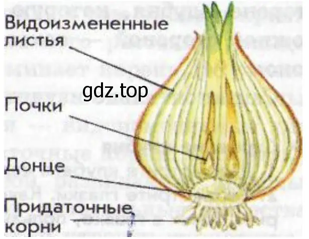 продольный разрез луковицы и его основные части