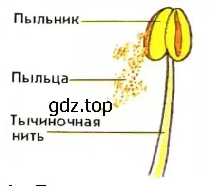 Строение тычинки