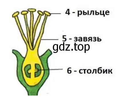 Строение пестика