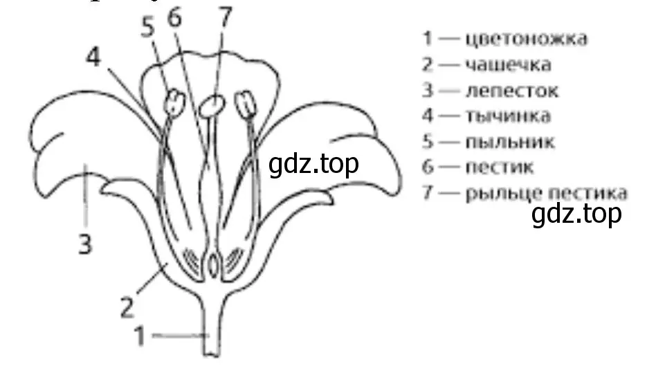 части цветка и их название.