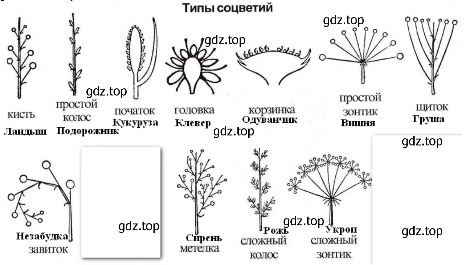 Типы соцветий