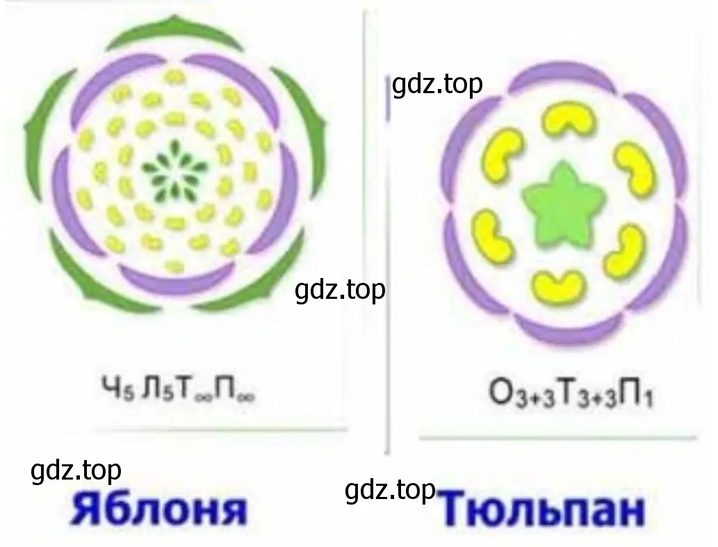 диаграммы цветков яблони и тюльпана.