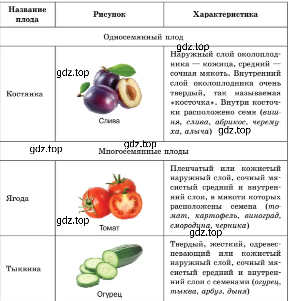 Плоды сочные и сухие, односемянные и многосемянные