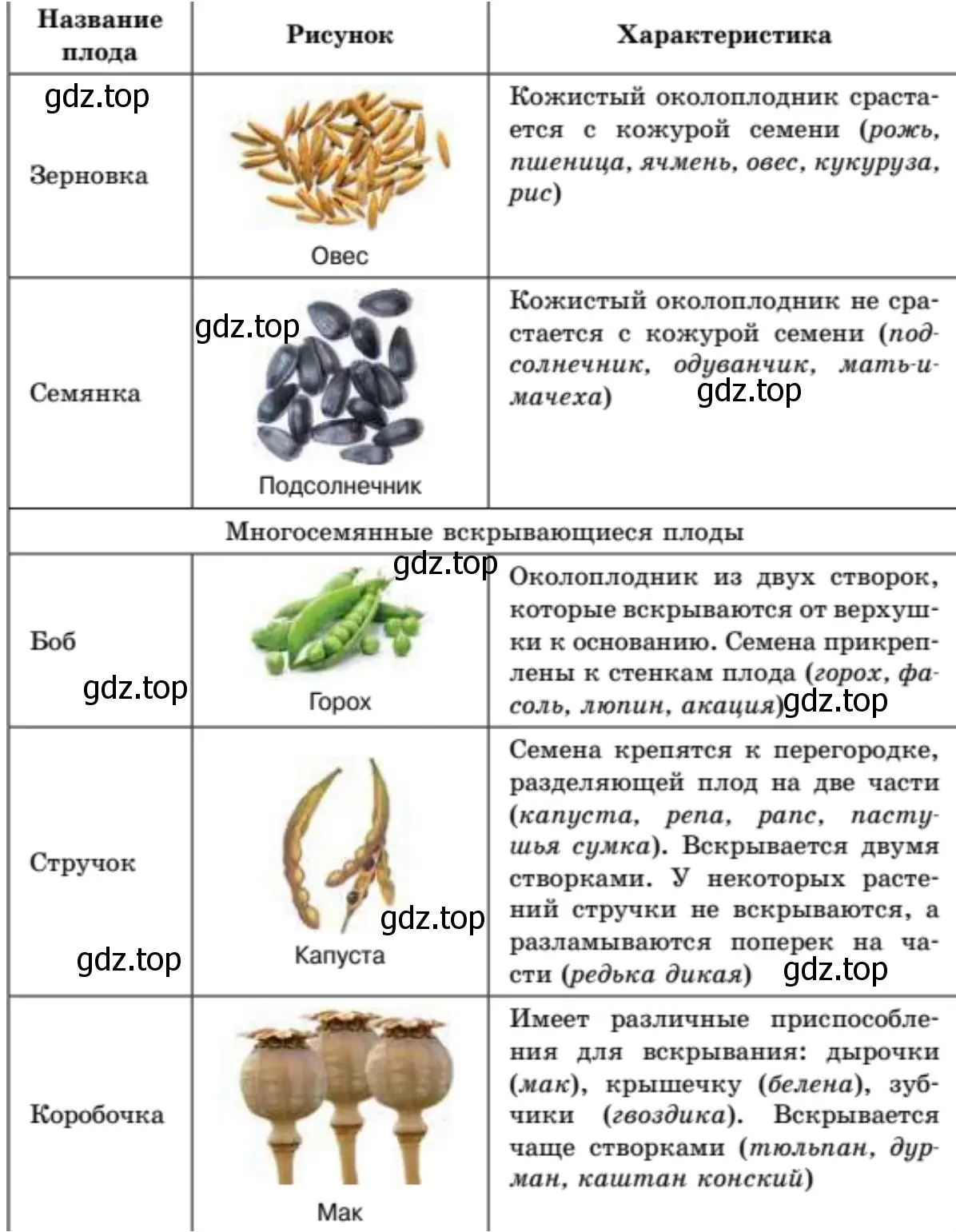 Плоды сочные и сухие, односемянные и многосемянные