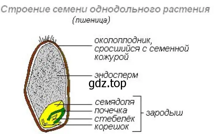 Строение семени однодольного растения