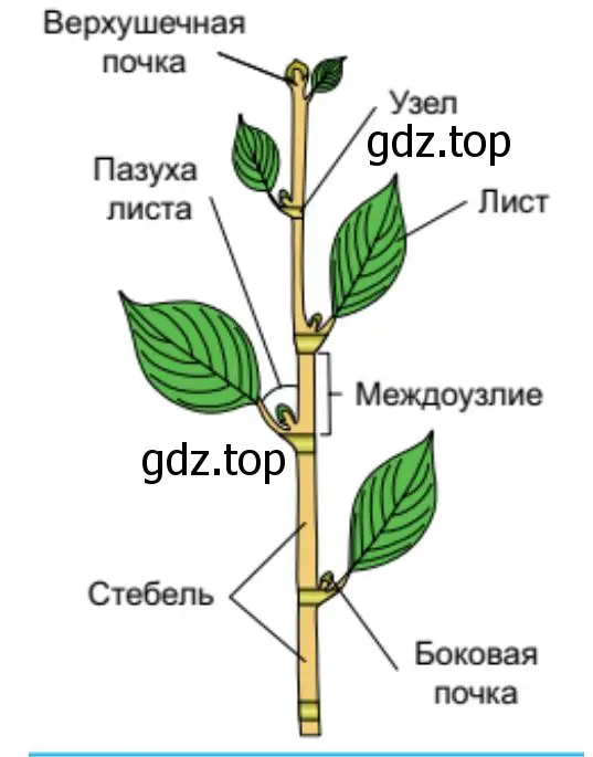 Строение побега