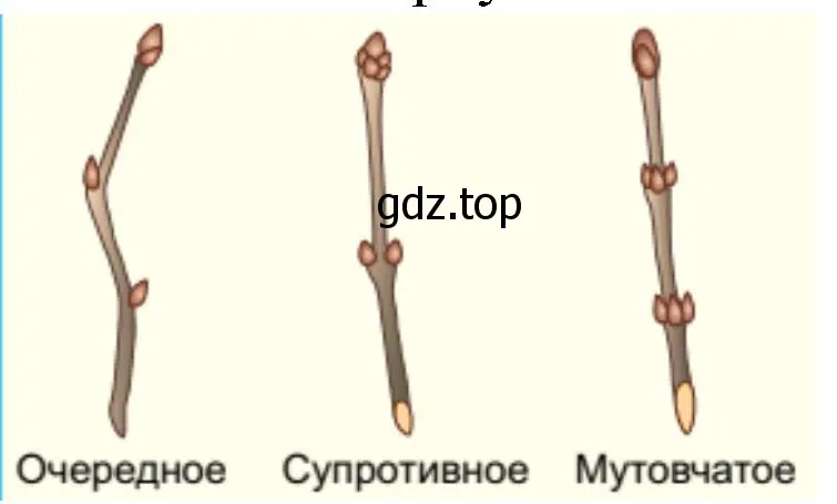 пазушные почки