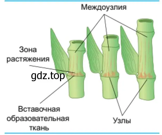 Вставочный рост в стеблях злаков