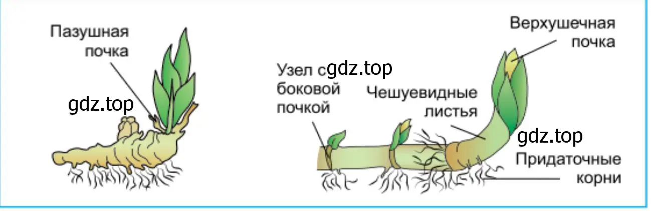 Строение корневищ