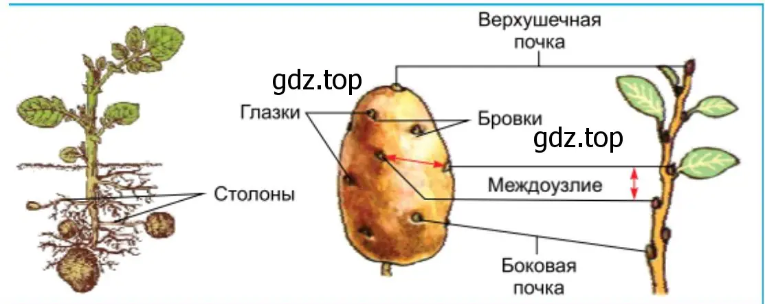 Строение корневищ