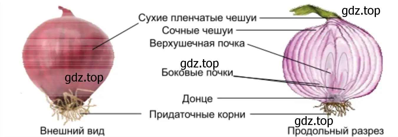 Луковица в разрезе