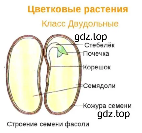 Строение семени фасоли