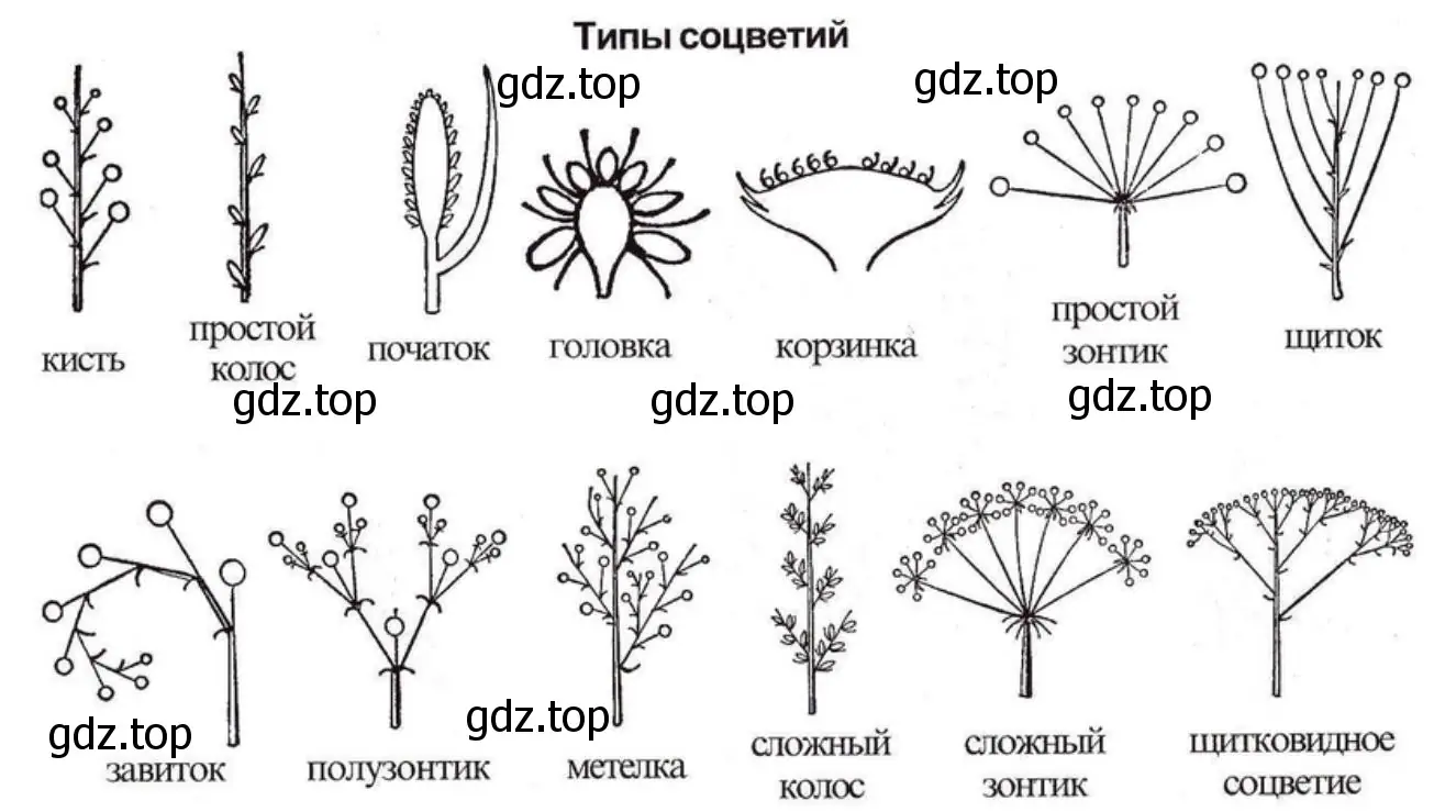 Типо соцветий