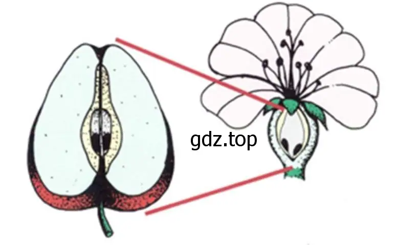 Строение яблока и семян