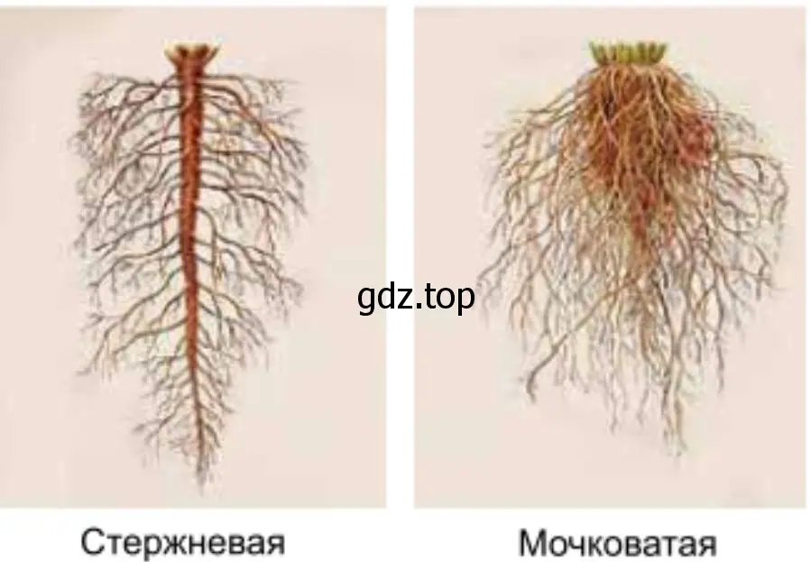 Мочковатая и стержневая корневая система