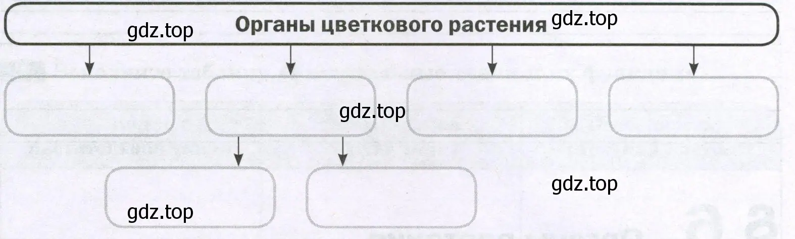 Органы цветкового растения