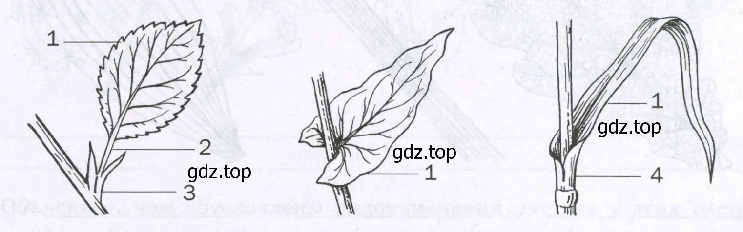 способы прикрепления листьев к стеблю у растений